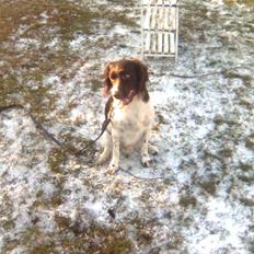 Kleiner münsterländer Shang