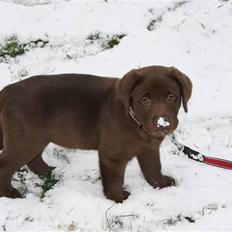 Labrador retriever Cookie
