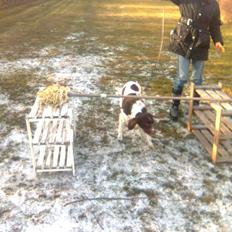 Kleiner münsterländer Shang