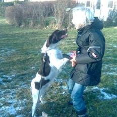 Kleiner münsterländer Shang