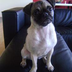 Blanding af racer Chico