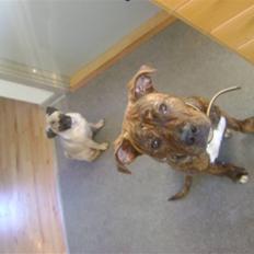 Blanding af racer Chico