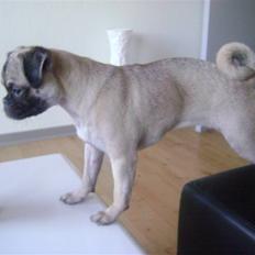 Blanding af racer Chico