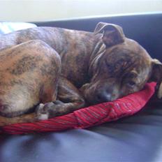 Amerikansk staffordshire terrier Akeela - SAVN :'(