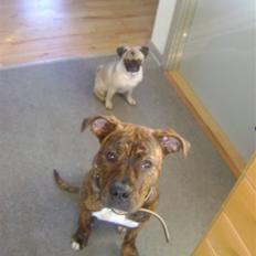 Amerikansk staffordshire terrier Akeela - SAVN :'(