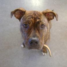 Amerikansk staffordshire terrier Akeela - SAVN :'(