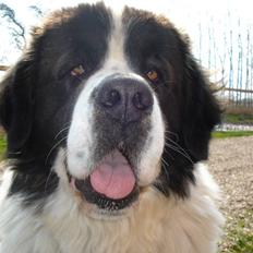 Sankt bernhardshund Basse R.I.P.