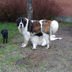 Sankt bernhardshund Basse R.I.P.