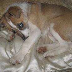 Blanding af racer Gismo