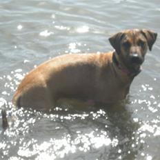 Blanding af racer Freja