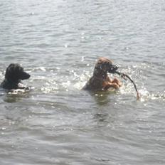 Blanding af racer Freja