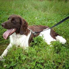 Kleiner münsterländer looses karlo