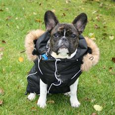 Fransk bulldog Balou