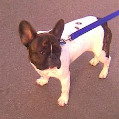 Fransk bulldog Balou