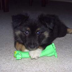 Islandsk fårehund Fenja   