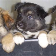 Islandsk fårehund Fenja   