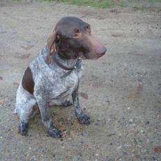 Korthåret hønsehund sif