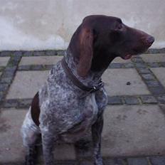 Korthåret hønsehund sif