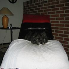 Cairn terrier Tjalfe himmelhund