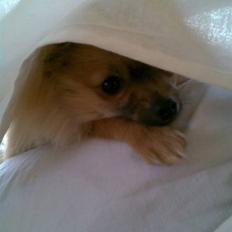 Pomeranian Malik R.I.P