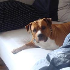 Amerikansk staffordshire terrier lissa r.i.p