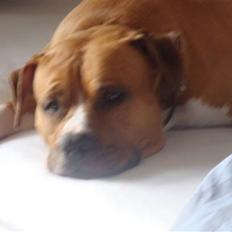 Amerikansk staffordshire terrier lissa r.i.p