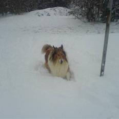 Collie langhåret Lassie | Himmel - Kongen