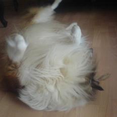 Collie langhåret Lassie | Himmel - Kongen