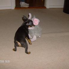 Dvaergpinscher "General" TITO