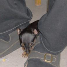 Dvaergpinscher "General" TITO