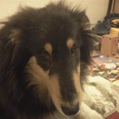 Collie langhåret Kenay (Nitopets)