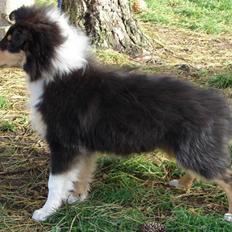 Collie langhåret Kenay (Nitopets)