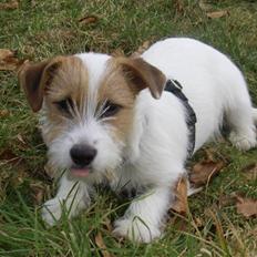 Jack russell terrier calle
