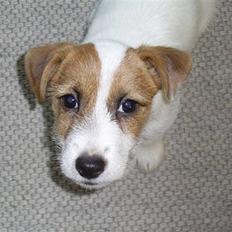 Jack russell terrier calle