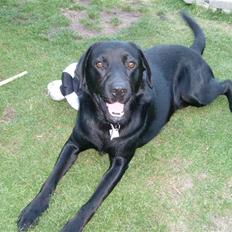 Golden retriever amanda og hugo