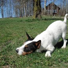 Blanding af racer Otto