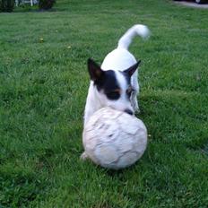 Blanding af racer Otto