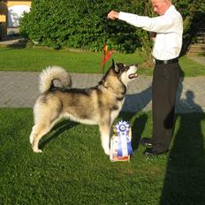 Alaskan malamute kiano