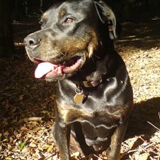 Blanding af racer Molly