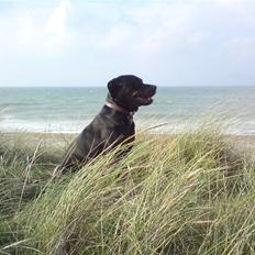 Blanding af racer Molly