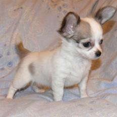 Chihuahua Olympia (død 2022)