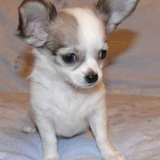 Chihuahua Olympia (død 2022)