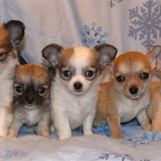 Chihuahua Olympia (død 2022)