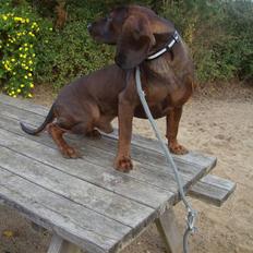 Bayersk vildtsporhund Thor <'3