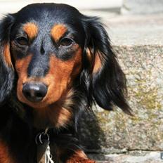 Dværggravhund Munthe