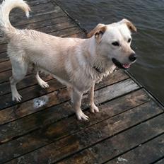 Blanding af racer Ramses