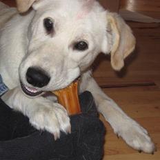 Blanding af racer Ramses