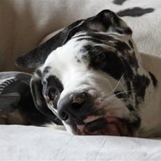 Grand danois = Keeto =