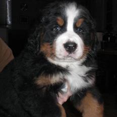 Berner sennenhund Moonsister's Dark shoes (Maggie)