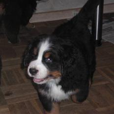 Berner sennenhund Moonsister's Dark shoes (Maggie)